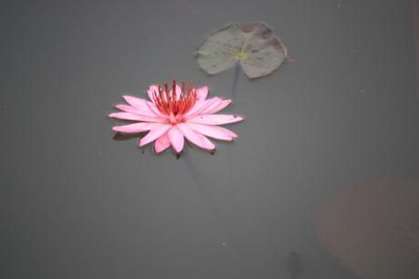 DAILY PHOTO: Pink Lotus