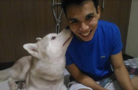 Caring for Your Senior Dog Husky dog