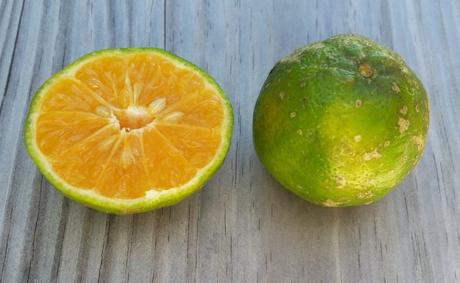 Ten Awesome Belizean Fruits and Vegetables