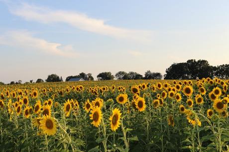 Sunflower Fields Forever photo stilettosanddiaperbags-112_zpsjzbvum6p.jpg