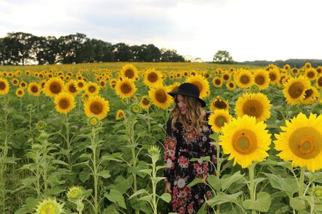 Sunflower Fields Forever photo stilettosanddiaperbags-101_zpskfkyl9as.jpg
