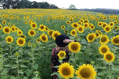 Sunflower Fields Forever photo stilettosanddiaperbags-100_zpsmbt6hv0v.jpg