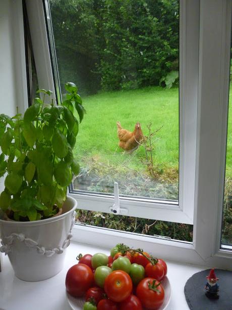 Chicken at the Window ....