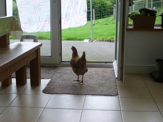 Chicken at the Window ....