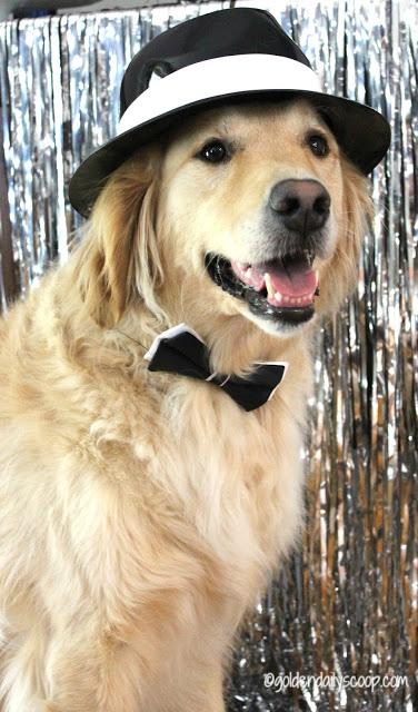 Golden Retriever dog dressed up for Chewy Fashion Week
