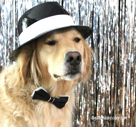 golden retriever dog dressed up in black and white fedora for fashion week
