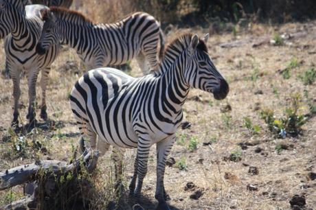 DAILY PHOTO: Young Zebra