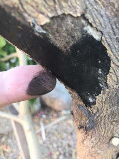 Please Help My Citrus Tree!! Please Help My Citrus Tree!!