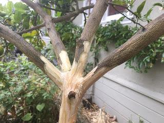 Please Help My Citrus Tree!! Please Help My Citrus Tree!!