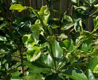 Please Help My Citrus Tree!! Please Help My Citrus Tree!!