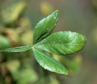 Please Help My Citrus Tree!! Please Help My Citrus Tree!!