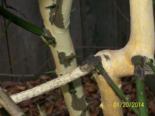 Please Help My Citrus Tree!! Please Help My Citrus Tree!!