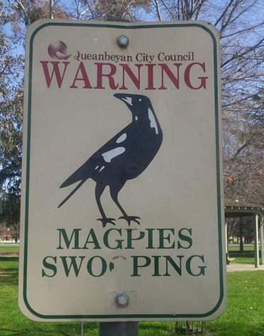 A Letter to the Magpies