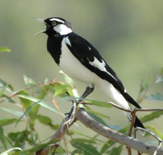A Letter to the Magpies