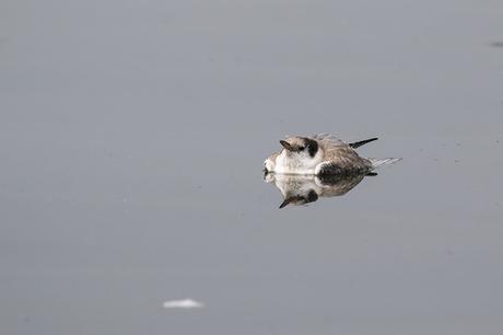 Dead Common Tern