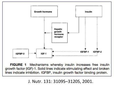 Hyperinsulinemia and Cancer