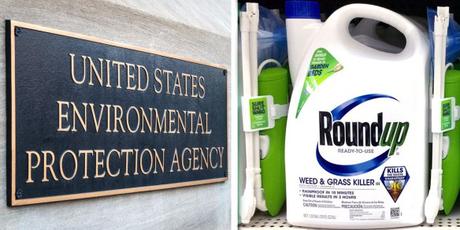 Coincidence or Collusion? Records Show EPA Slowed Glyphosate Review in Coordination With Monsanto
