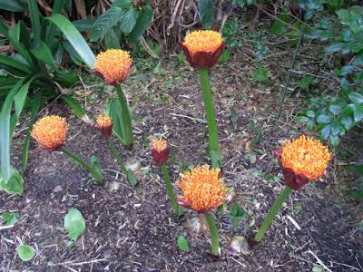 Good old scadoxus, right on time