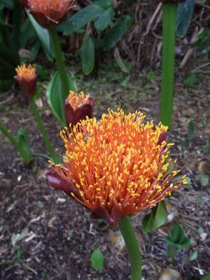 Good old scadoxus, right on time