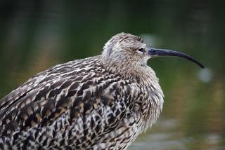 A glimmer of hope for the Curlew in Britain