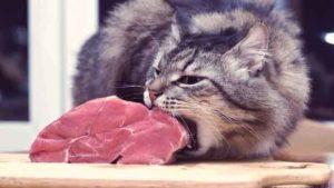 Rotten food was a key part of the paleo diet Rotten food was a key part of the paleo diet