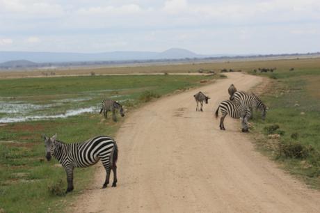 DAILY PHOTO: Giving Zebra Crossing a New Meaning