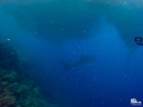 Whale Shark Shadow
