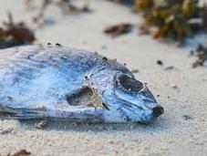 Causes, Effects Solutions Ocean Dumping