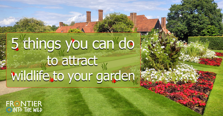 5 things you can do to attract wildlife to your garden 5 things you can do to attract wildlife to your garden