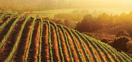 CA Wine Vineyard California Vineyard. Image ©TheWineInstitute