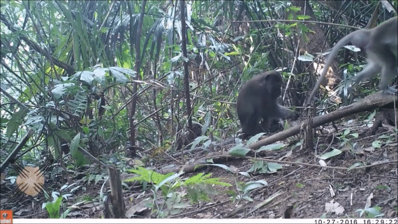 Humans drive macaques to invent new tools Humans drive macaques to invent new tools