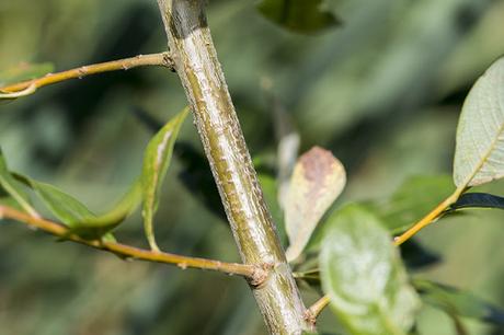 Willow Emerald Galls on willow