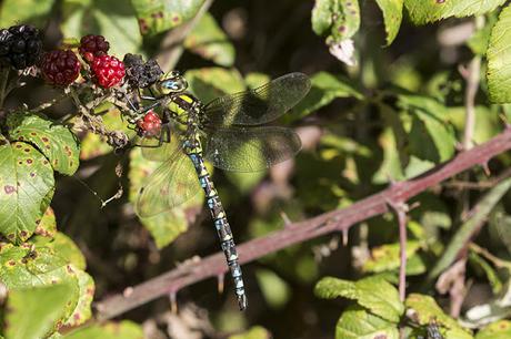 Southern Hawker almost lost in the Blackberries