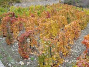 Hai mai assaggiato il vino d’alta montagna? Have you ever tried the wine from high mountain? Hai mai assaggiato il vino d’alta montagna? Have you ever tried the wine from high mountain?