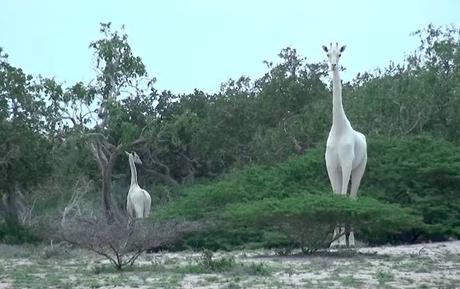 Rare White Giraffes Remind Us How Amazing Our World Can Be