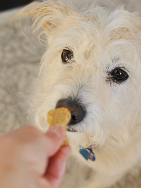 Homemade Peanut Butter Banana Dog Treats molly
