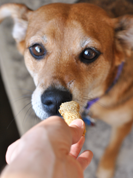 Homemade Peanut Butter Banana Dog Treats annie