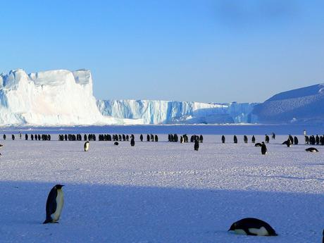 10 Fun Facts About Emperor Penguins