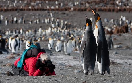10 Fun Facts About Emperor Penguins