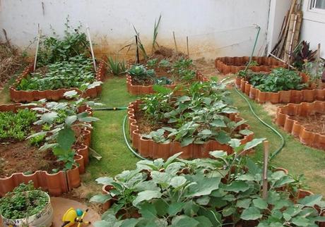 How to Grow a Lush Vegetable Garden in Your Terrace?