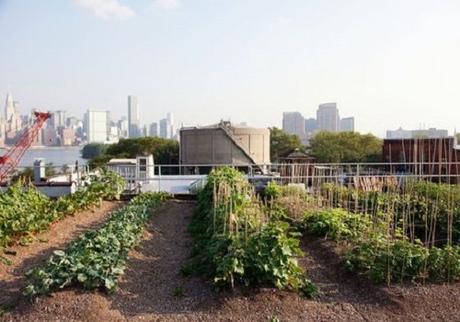 How to Grow a Lush Vegetable Garden in Your Terrace?