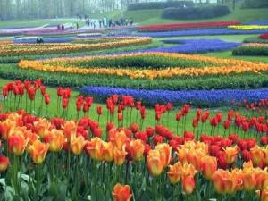 Holland hosts world’s greatest flower fair