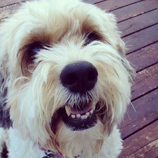 When stressed, search for the closet dog! When stressed, search for the closet dog!