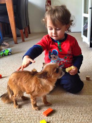 Day 101 of The 366 Project 366 Project, dog, toddler, pet, chihuahua, parenting