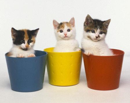 20 Brilliant Ways To Organize Your Cats 20 Brilliant Ways To Organize Your Cats