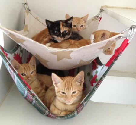 20 Brilliant Ways To Organize Your Cats 20 Brilliant Ways To Organize Your Cats