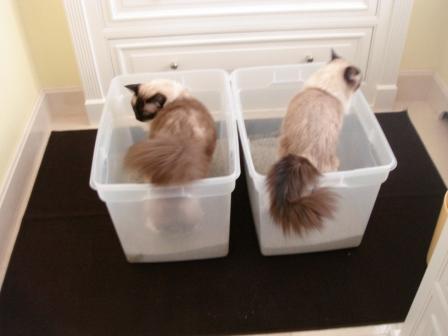 20 Brilliant Ways To Organize Your Cats 20 Brilliant Ways To Organize Your Cats