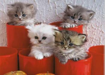 20 Brilliant Ways To Organize Your Cats 20 Brilliant Ways To Organize Your Cats