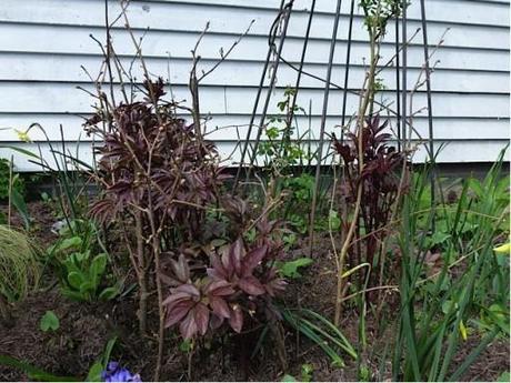peasticks pea sticks pushed into soil to support plants in garden