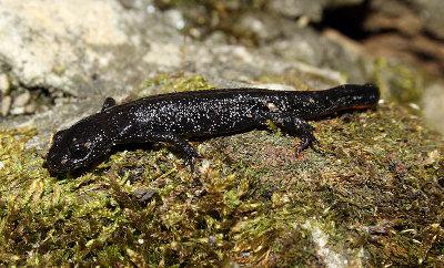 Young Great Crested Newt